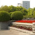 綠化養護_綠化養護供貨商_供應上海全年綠化養護管理公司、上海廣場綠化養護_綠化養護價格_上海康馨園林(晨蘇實業)