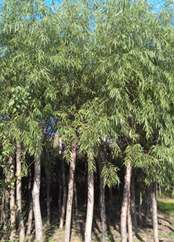 找河南開元園林生態實業的河南垂柳,潢川垂柳基地價格、圖片、詳情,上一比多_一比多產品庫