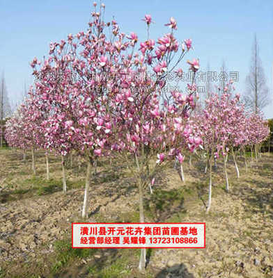 河南開元園林生態(tài)實業(yè)