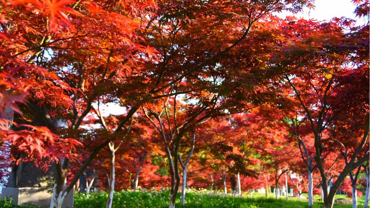 常見園林綠化樹種你都認(rèn)識哪些?-廣東田野風(fēng)實業(yè)