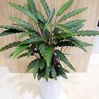 植物租賃_植物租賃供貨商_供應植物租賃-上?；ɑ茏赓U報價-浦東花卉租賃聯系電話_植物租賃價格_上?？弟皥@林(晨蘇實業)