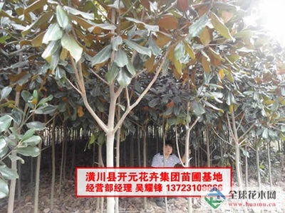 河南廣玉蘭_潢川廣玉蘭-河南開元園林生態(tài)實業(yè)|全球花木網(wǎng)提供