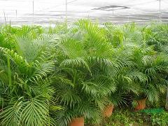 散尾葵供應(yīng)與園林綠化——廣東華美霖園林實(shí)業(yè)的專(zhuān)業(yè)服務(wù)